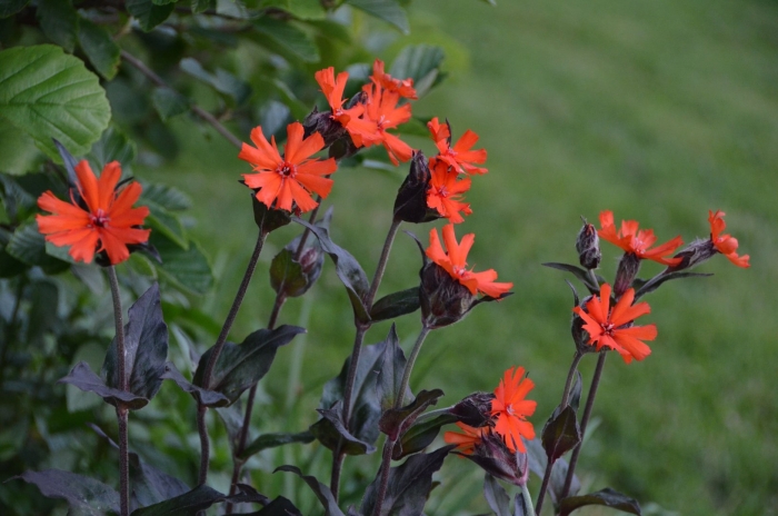 Lychnis sieboldii