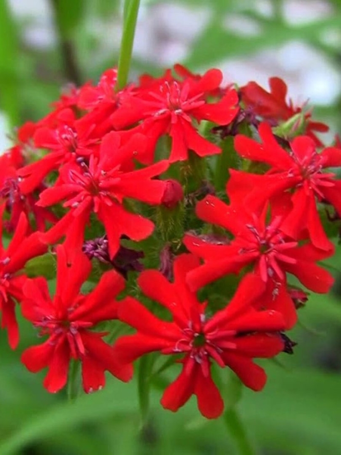 Зорька цветок