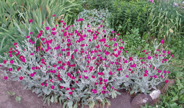 Лихнис юпитера