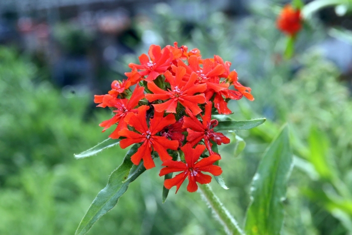 Лихнис халцедонский зорька