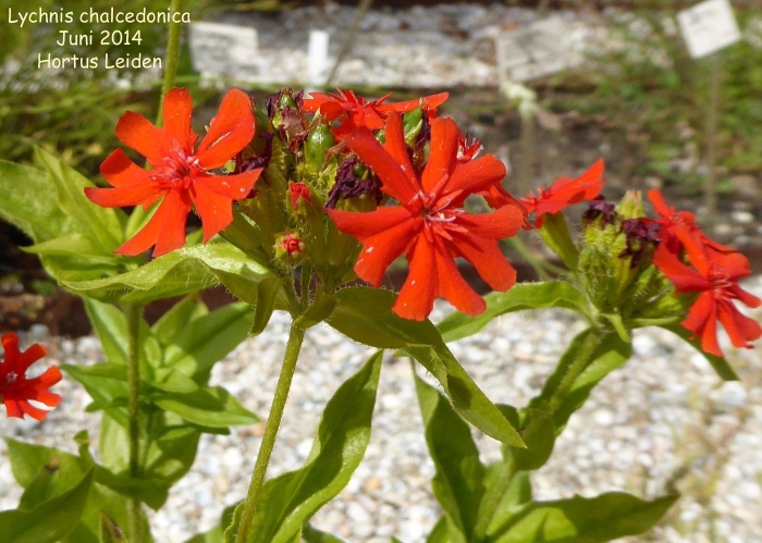 Лихнис chalcedonica