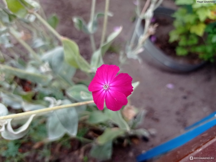 Лихнис корончатый альба