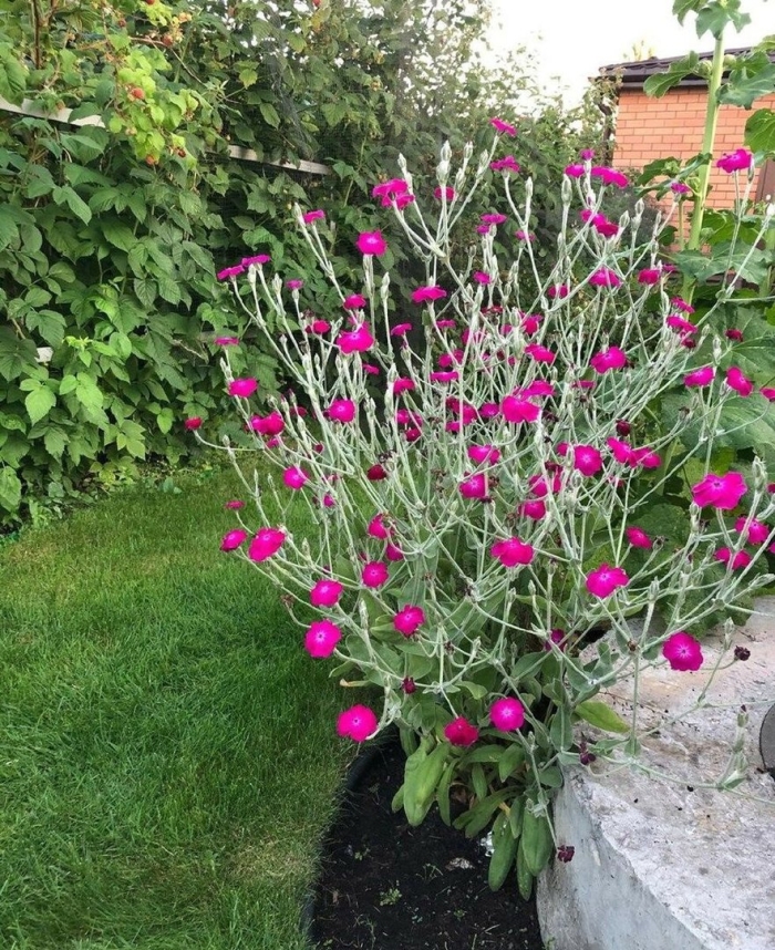 Лихнис корончатый