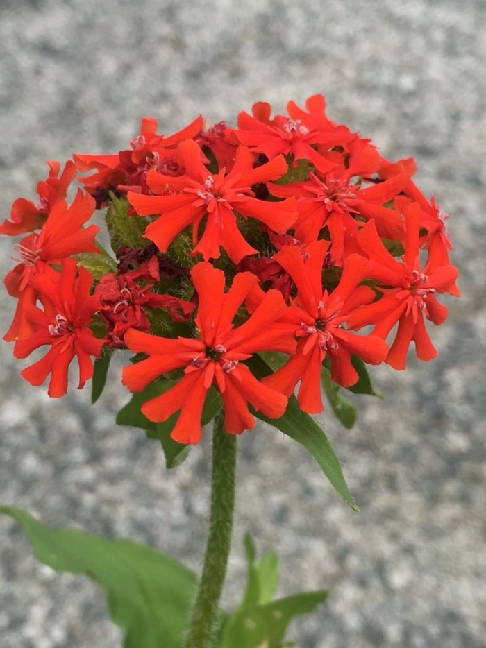 Лихнис халцедонский (lychnis chalcedonica)