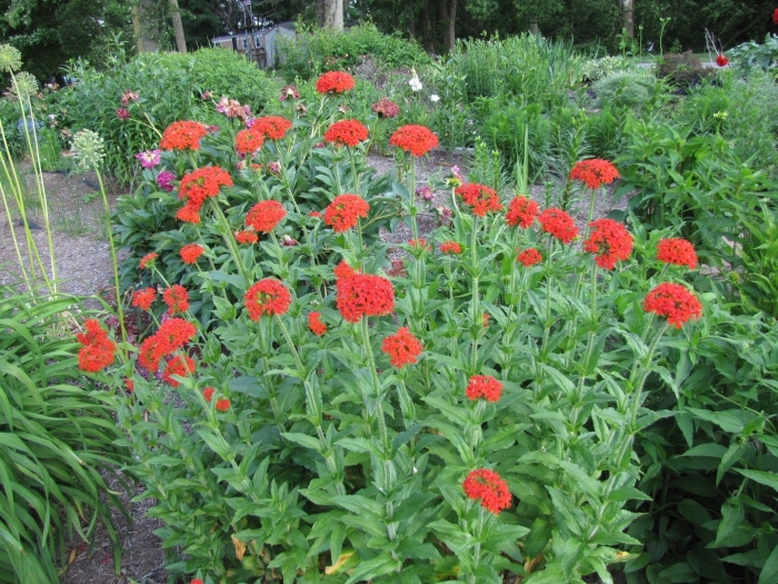 Лихнис халцедонский зорька