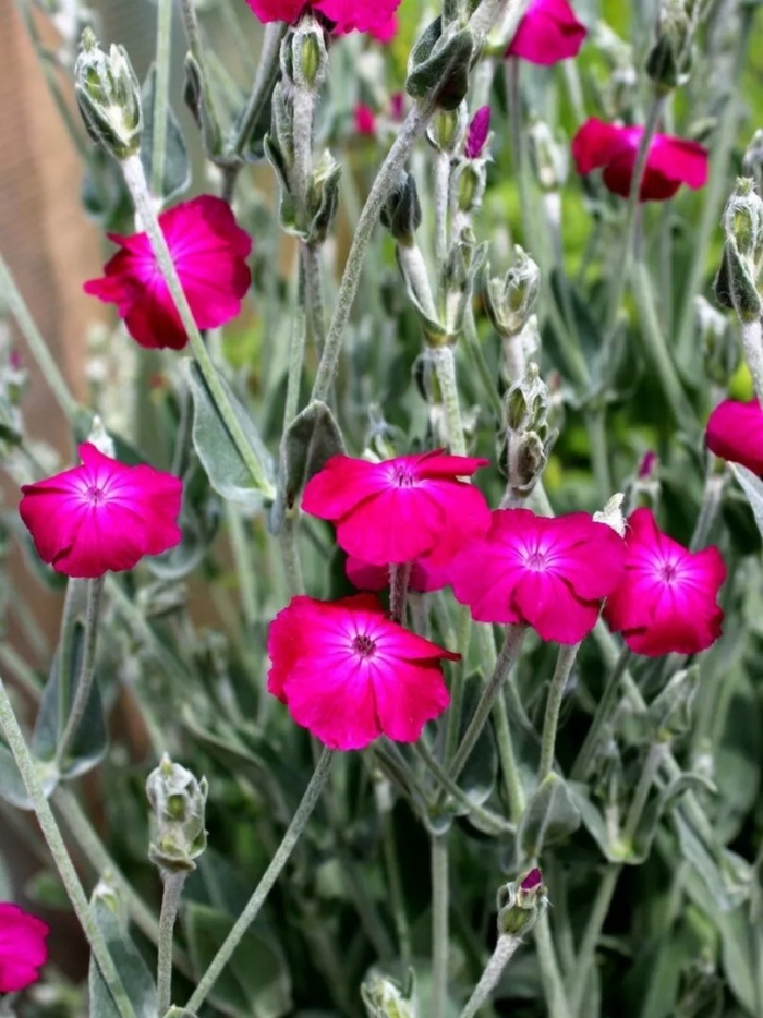 Лихнис корончатый