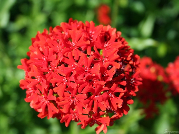 Лихнис халцедонский зорька