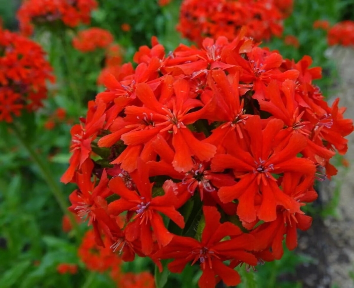 Лихнис скарлет