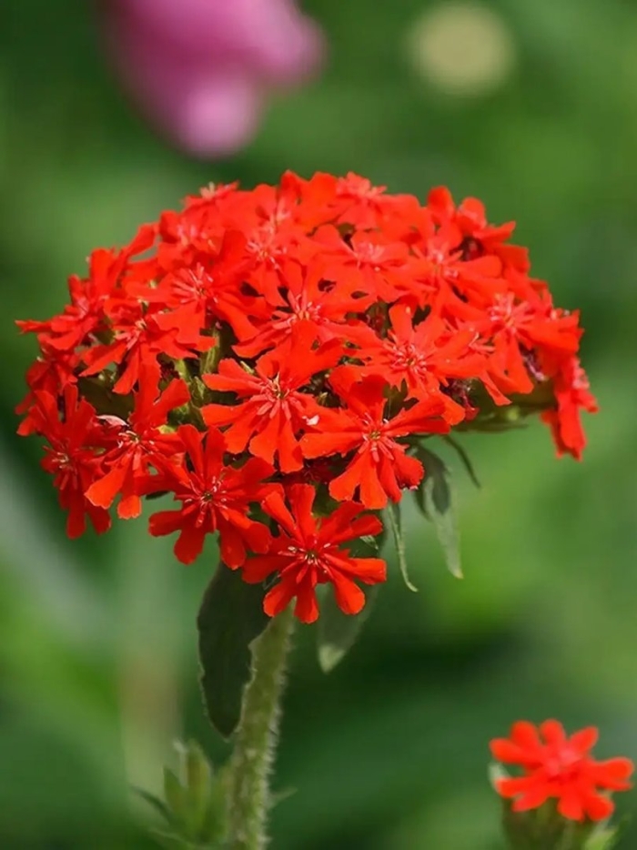 Лихнис мальтийский