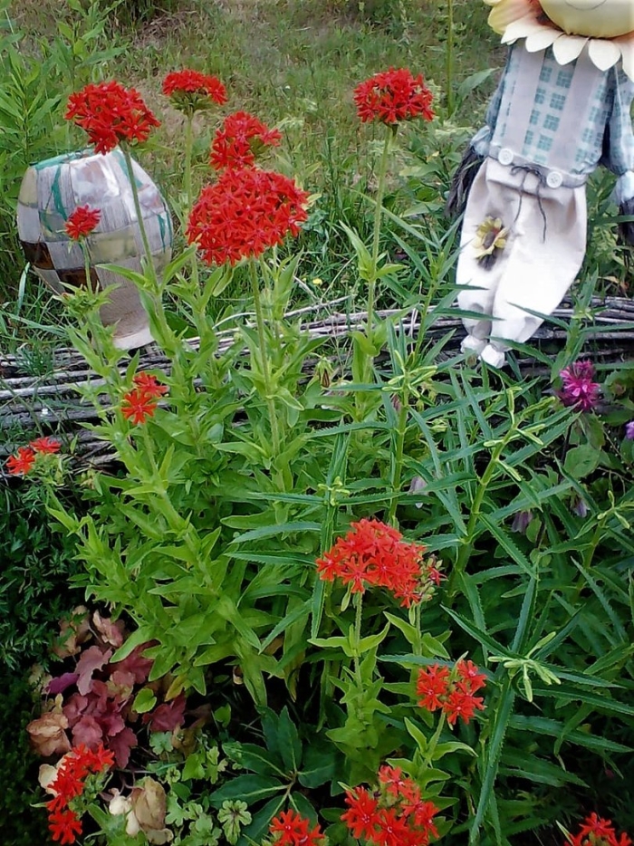 Лихнис красный многолетний