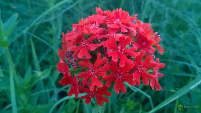 Цветок лихнис