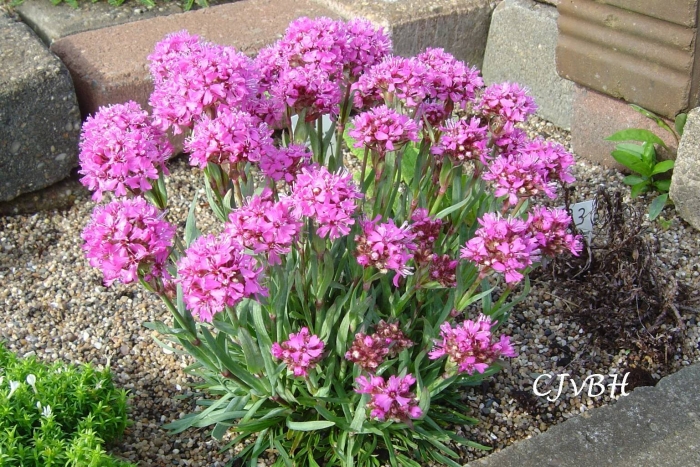 Лихнис альпийский смолка