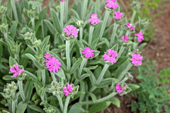 Lychnis flos-jovis nana peggy