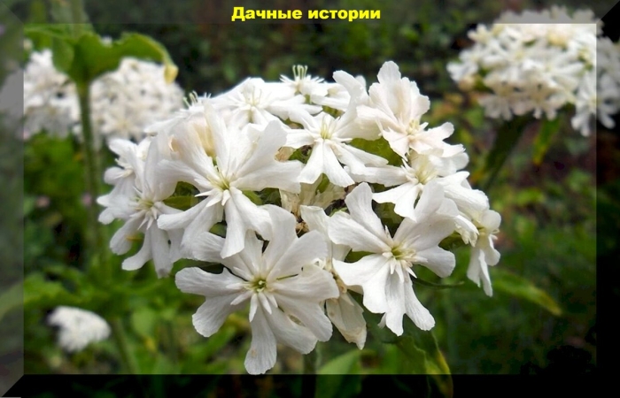 Мыльнянка махровая белая