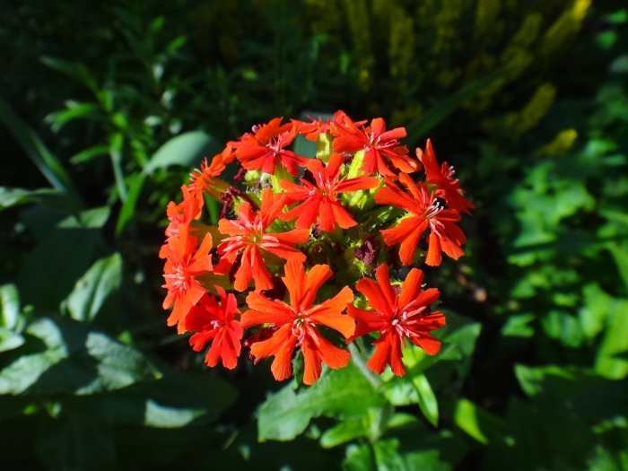 Лихнис халцедонский (lychnis chalcedonica)