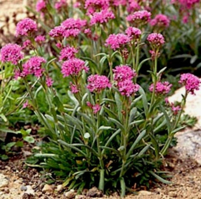 Антеннария двудомная кошачья лапка