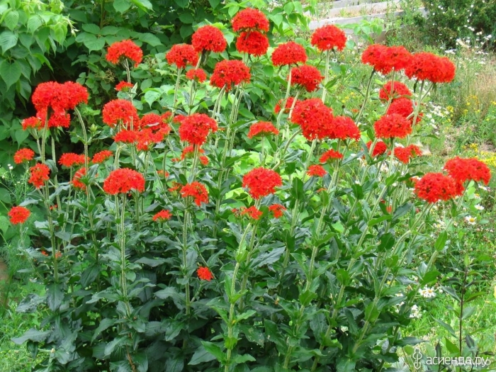 Лихнис халцедонский зорька