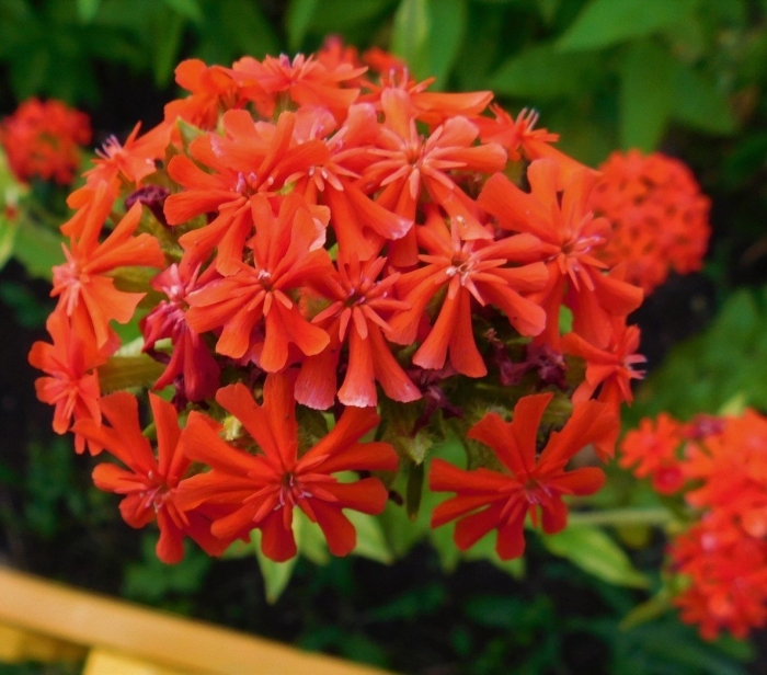 Лихнис халцедонский зорька