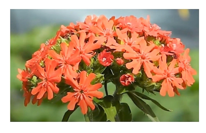 Лихнис карнеа