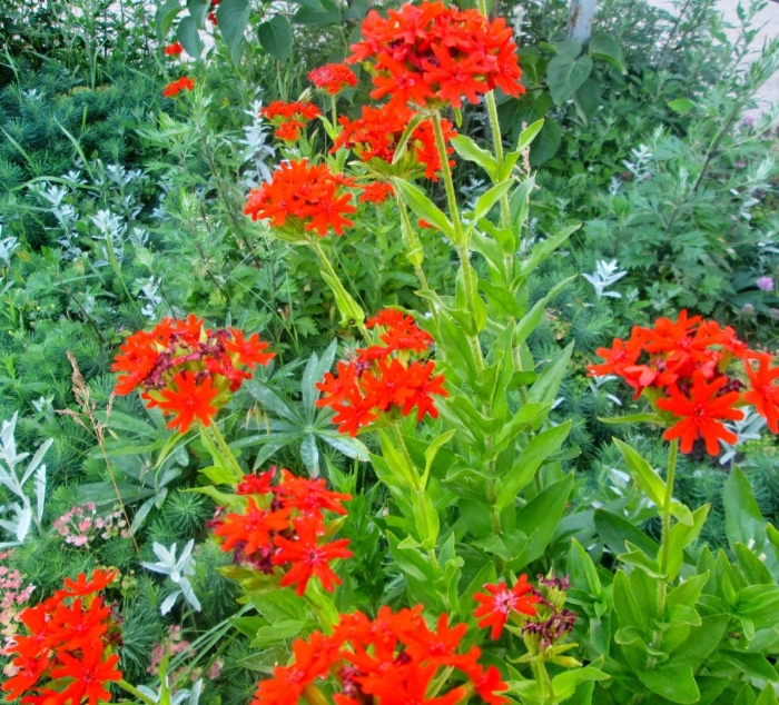 Лихнис халцедонский зорька