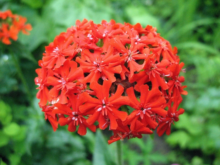 Лихнис халцедонский зорька