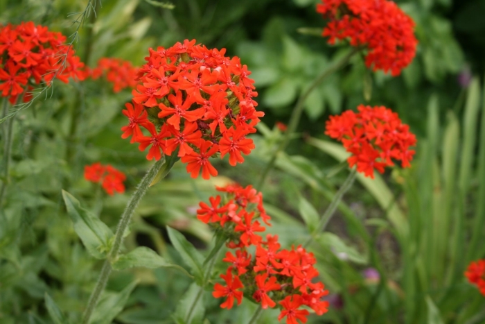 Lychnis wilfordii