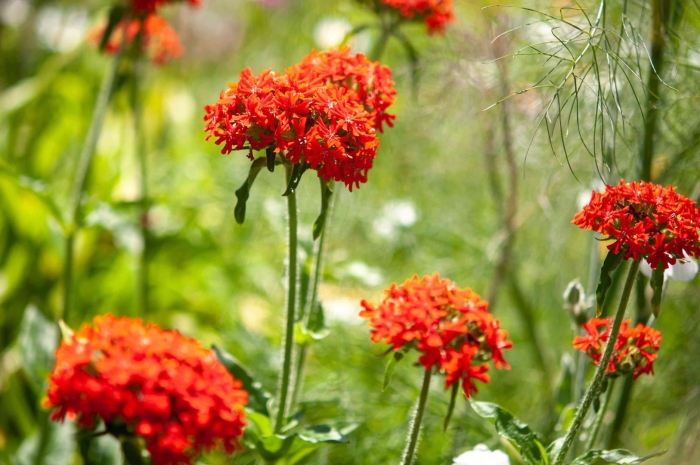 Лихнис халцедонский зорька