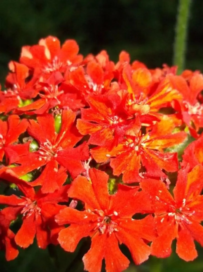 Лихнис зорька