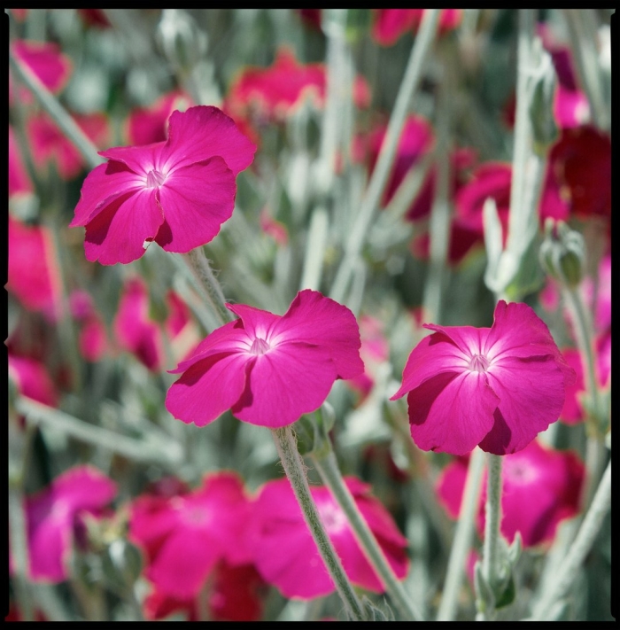 Лихнис корончатый