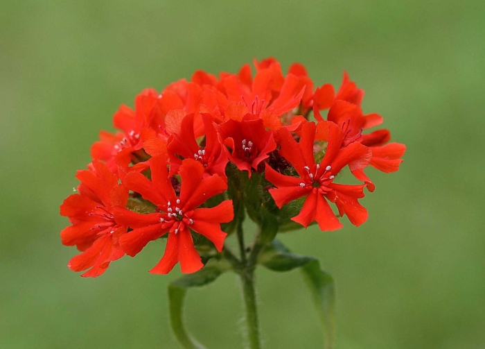 Лихнис халцедонский зорька