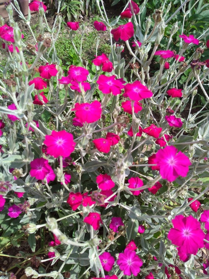 Лихнис viscaria