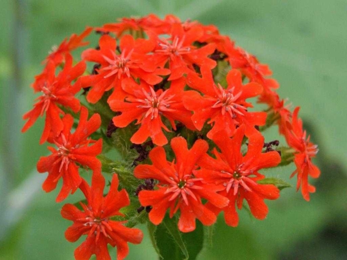 Лихнис зорька