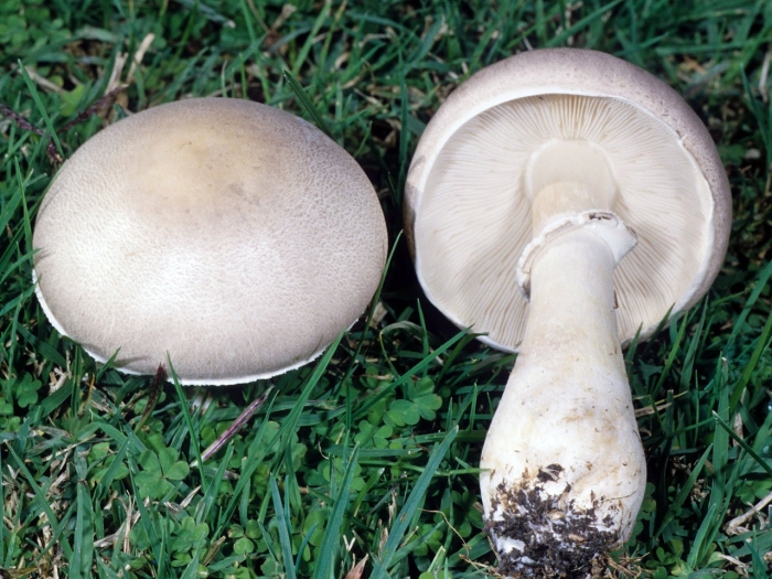 Белошампиньон длиннокорневой (leucoagaricus barssii)