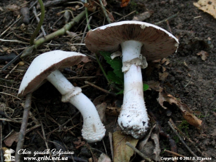 Шампиньон кривой (agaricus abruptibulbus)