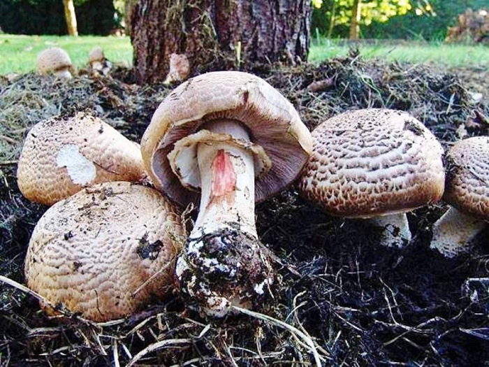 Шампиньон лесной agaricus silvaticus