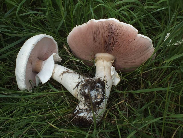 Шампиньон обыкновенный agaricus campestris