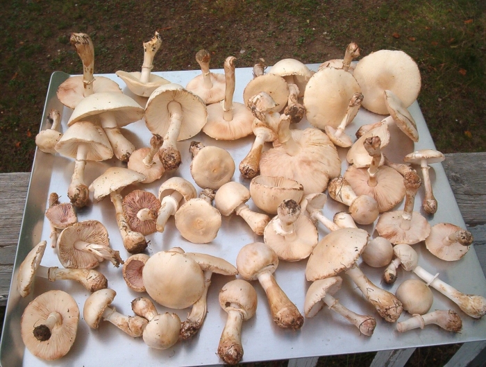 Гриб шампиньон