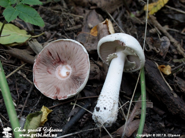 Шампиньон луговой agaricus campestris