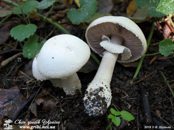 Шампиньон агариковые