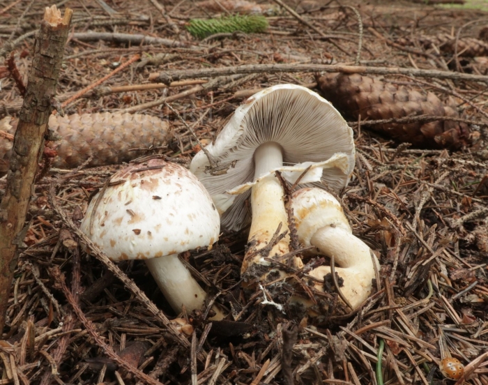 Гриб зонтик белый macrolepiota excoriata