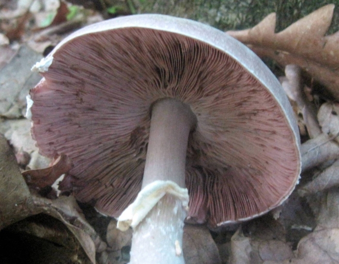 Agaricus abruptibulbus