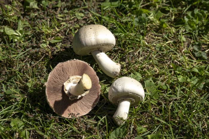 Печерица луговой шампиньон ложные