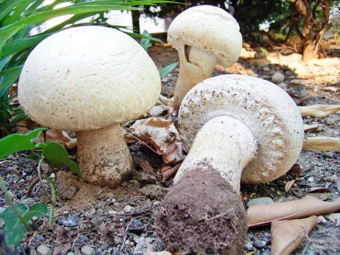 Шампиньон эссета (agaricus essettei)