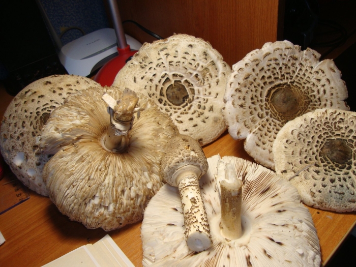 Зонтик пёстрый macrolepiota procera