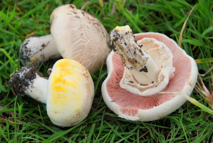 Шампиньон обыкновенный agaricus campestris