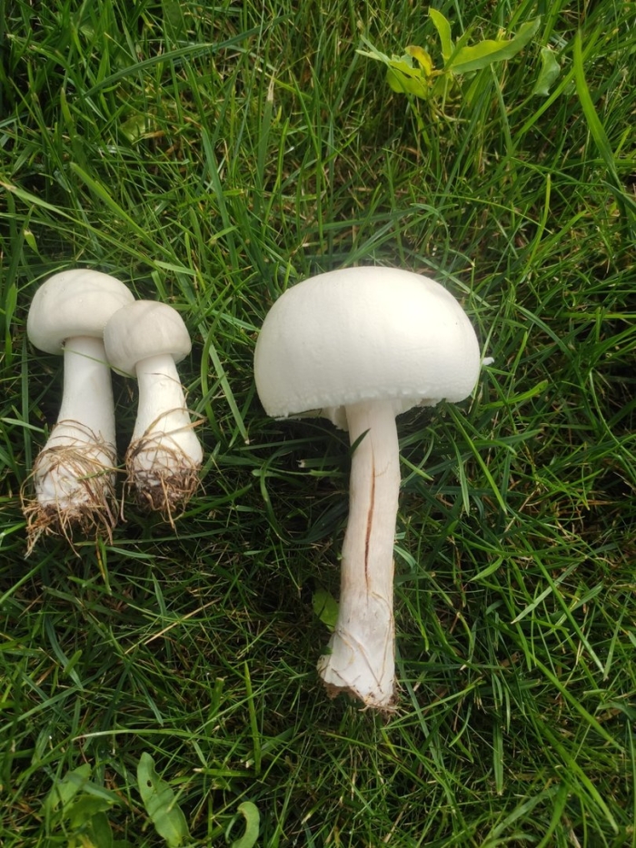 Белошампиньон длиннокорневой