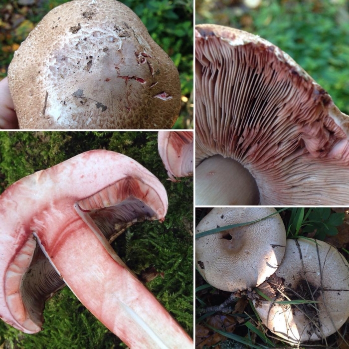 Шампиньон лесной (agaricus sylvaticus)