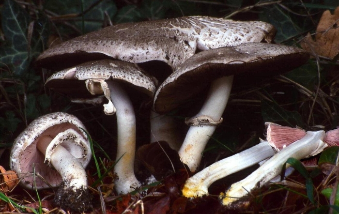 Шампиньон пёстрый (agaricus meleagris)