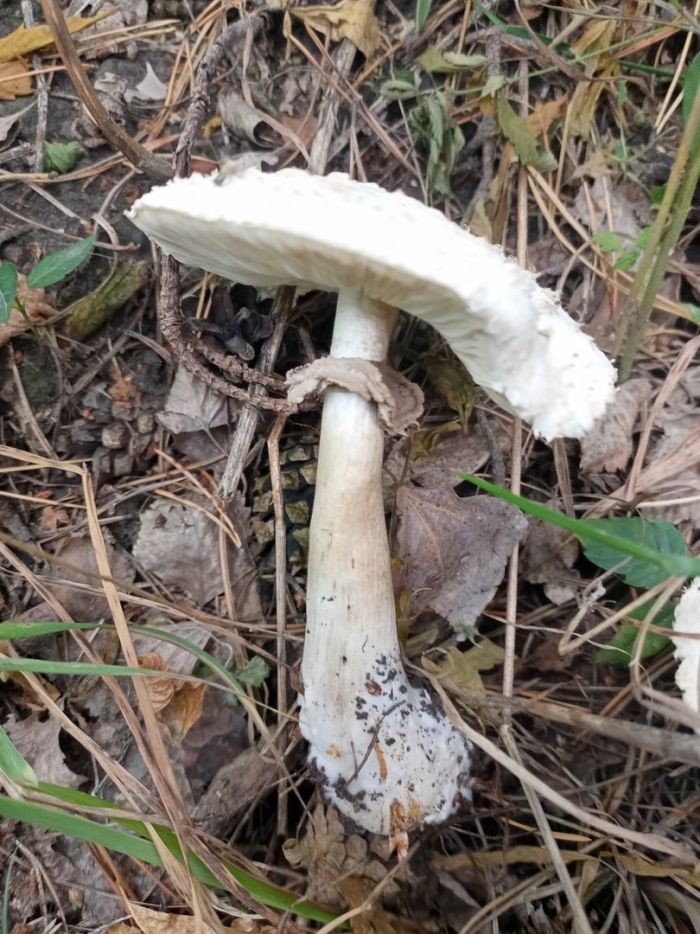 Гриб зонтик краснеющий chlorophyllum rhacodes