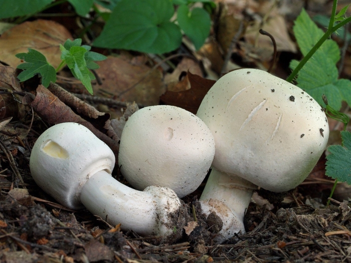 Шампиньон полевой agaricus arvensis